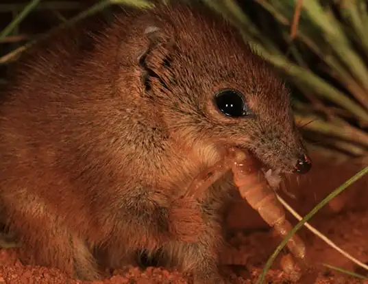 Picture of a little red antechinus (Dasykaluta rosamondae)