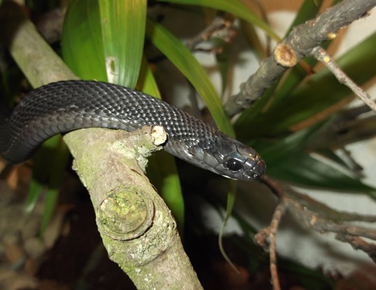 Picture of a african egg-eating snake (Dasypeltis atra)