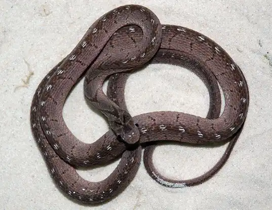 Picture of a east african egg-eating snake (Dasypeltis medici)