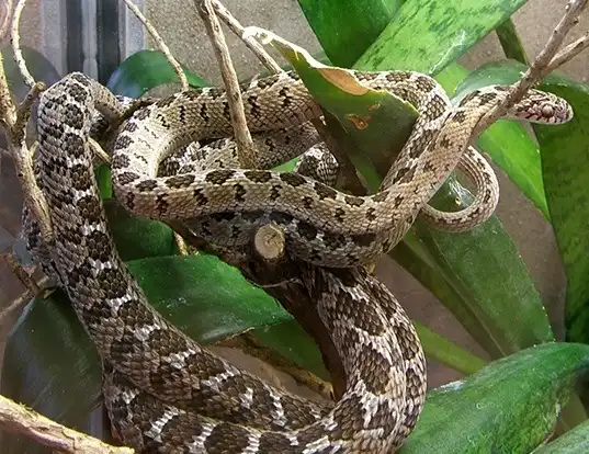 Picture of a egg eater (Dasypeltis scabra)