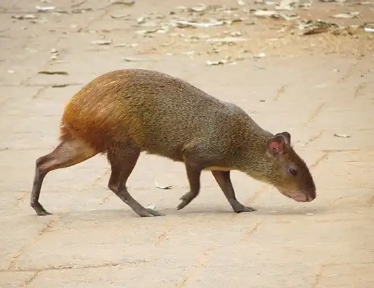 Picture of a azara's agouti (Dasyprocta azarae)