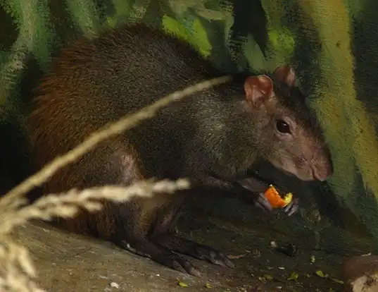 Picture of a red-rumped agouti (Dasyprocta leporina)