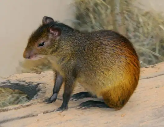 Picture of a black-rumped agouti (Dasyprocta prymnolopha)