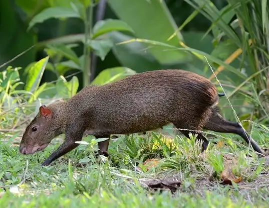 Picture of a central american agouti (Dasyprocta punctata)
