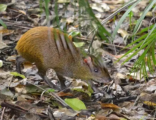 Picture of a roatan island agouti (Dasyprocta ruatanica)