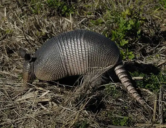Picture of a nine-banded armadillo (Dasypus novemcinctus)
