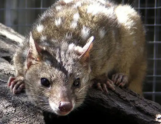 Picture of a western quoll (Dasyurus geoffroii)