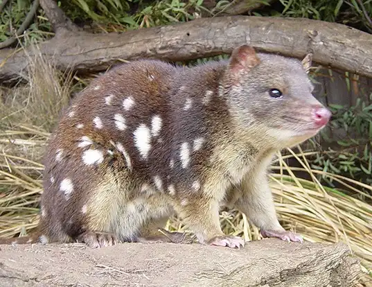 Picture of a spotted-tailed quoll (Dasyurus maculatus)