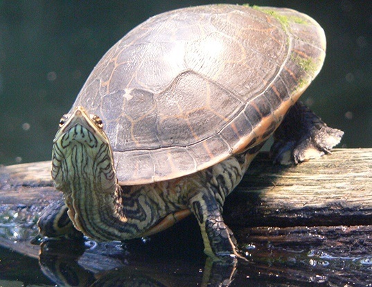 Picture of a chicken turtle (Deirochelys reticularia)