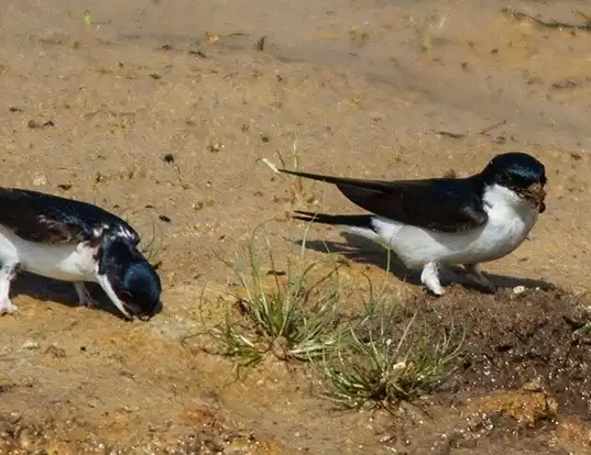 Picture of a northern house-martin (Delichon urbicum)