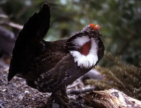 Picture of a blue grouse (Dendragapus obscurus)