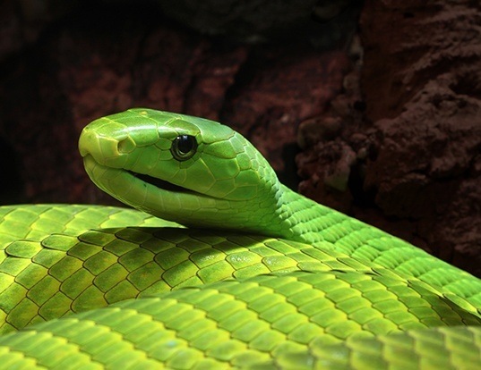 Picture of a green mamba (Dendroaspis angusticeps)