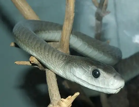 Picture of a black mamba (Dendroaspis polylepis)