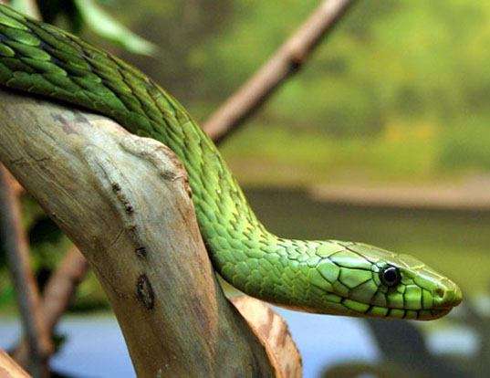 Picture of a western green mamba (Dendroaspis viridis)