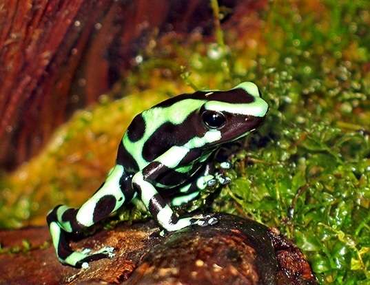 Picture of a green and black poison frog (Dendrobates auratus)
