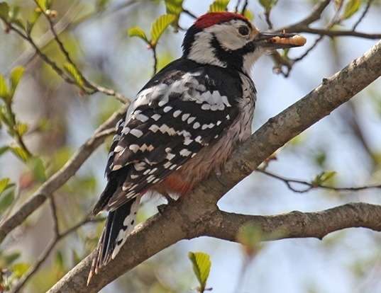 Picture of a white-backed woodpecker (Dendrocopos leucotos)