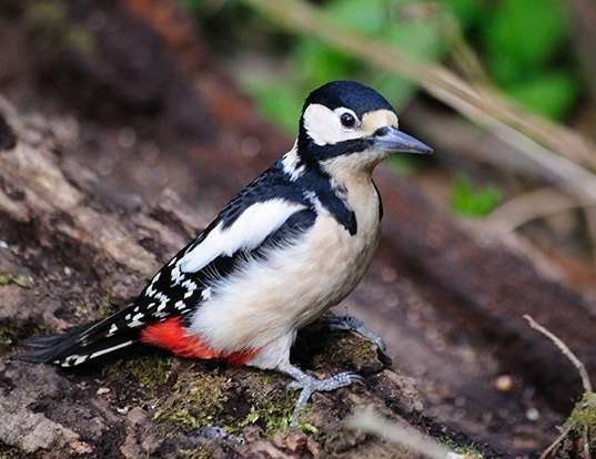 Picture of a great spotted woodpecker (Dendrocopos major)