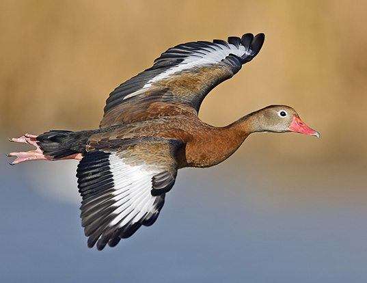 Picture of a black-bellied whistling duck (Dendrocygna autumnalis)