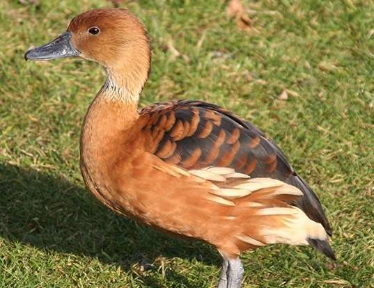 Picture of a fulvous whistling duck (Dendrocygna bicolor)