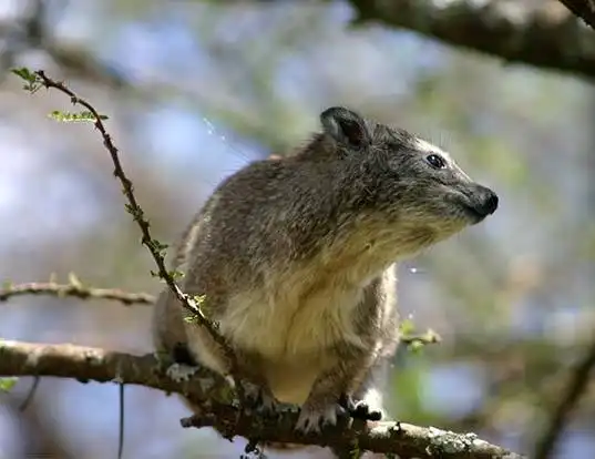Picture of a southern tree hyrax (Dendrohyrax arboreus)