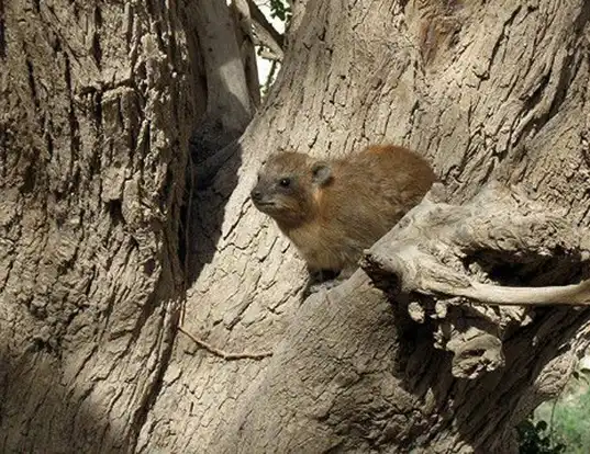 Picture of a western tree hyrax (Dendrohyrax dorsalis)