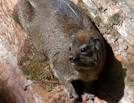 Picture of a eastern tree hyrax (Dendrohyrax validus)