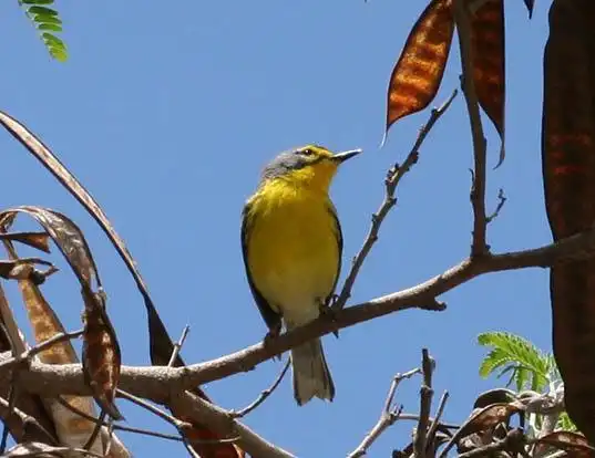 Picture of a adelaide's warbler (Dendroica adelaidae)