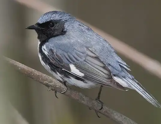 Picture of a black-throated blue warbler (Dendroica caerulescens)
