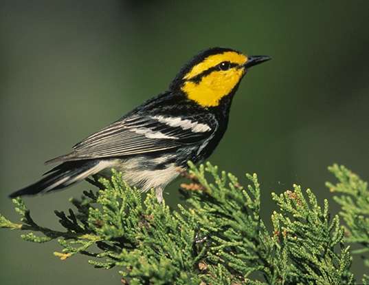 Picture of a golden-cheeked warbler (Dendroica chrysoparia)