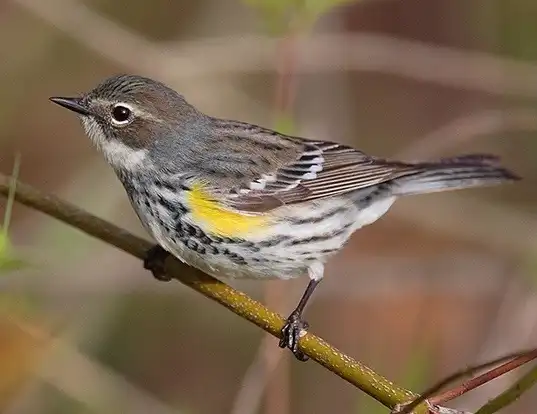 Picture of a yellow-rumped warbler (Dendroica coronata)