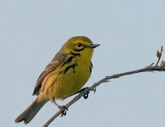 Picture of a prairie warbler (Dendroica discolor)