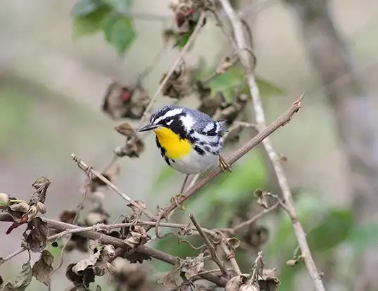 Picture of a yellow-throated warbler (Dendroica dominica)