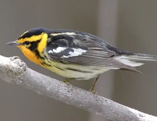 Picture of a blackburnian warbler (Dendroica fusca)