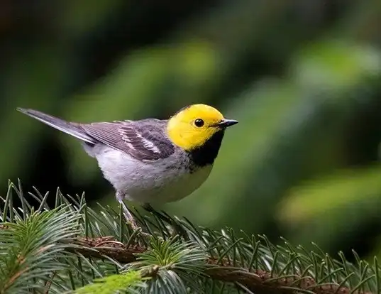 Picture of a hermit warbler (Dendroica occidentalis)