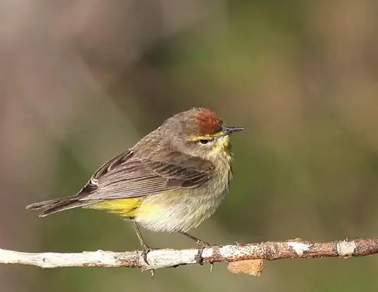 Picture of a palm warbler (Dendroica palmarum)