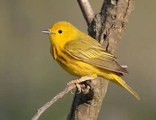 Picture of a yellow warbler (Dendroica petechia)
