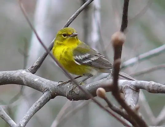Picture of a pine warbler (Dendroica pinus)