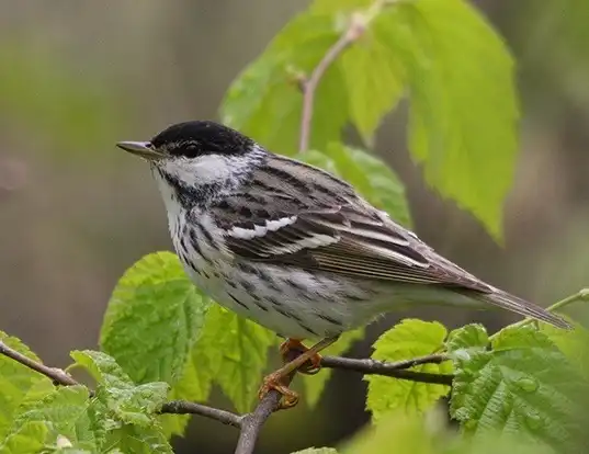 Picture of a blackpoll warbler (Dendroica striata)