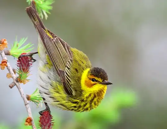 Picture of a cape may warbler (Dendroica tigrina)