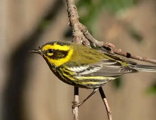 Picture of a townsend's warbler (Dendroica townsendi)
