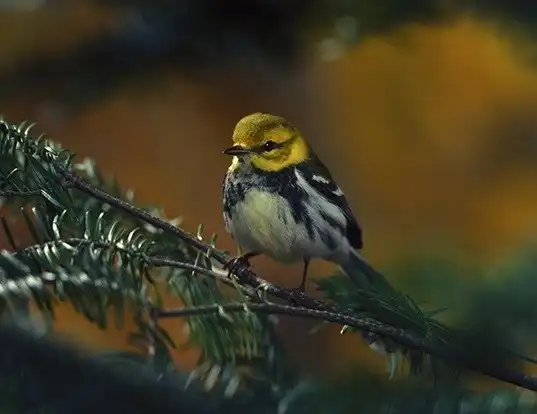 Picture of a black-throated green warbler (Dendroica virens)
