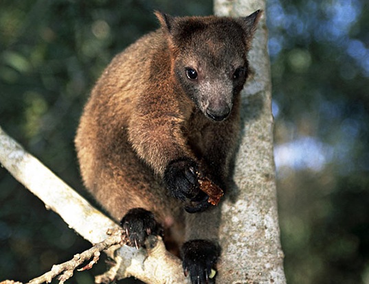 Picture of a bennett's tree kangaroo (Dendrolagus bennettianus)