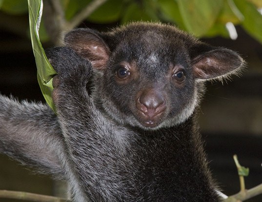 Picture of a grizzled tree kangaroo (Dendrolagus inustus)