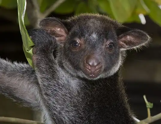 Picture of a grizzled tree kangaroo (Dendrolagus inustus)