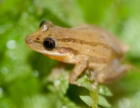 Picture of a small-headed treefrog (Dendropsophus microcephalus)