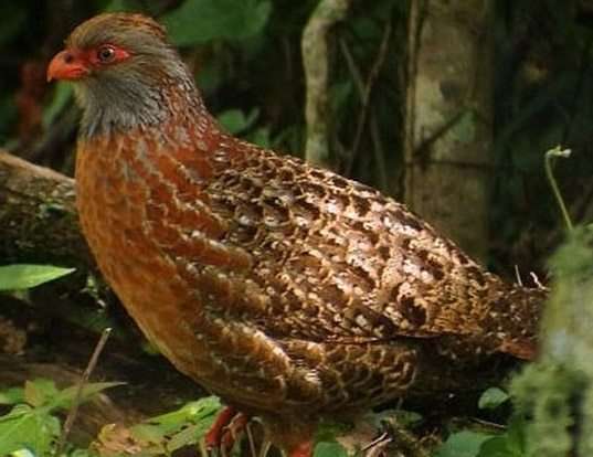 Picture of a bearded wood-partridge (Dendrortyx barbatus)