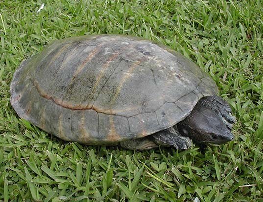 Picture of a central american river turtle (Dermatemys mawii)