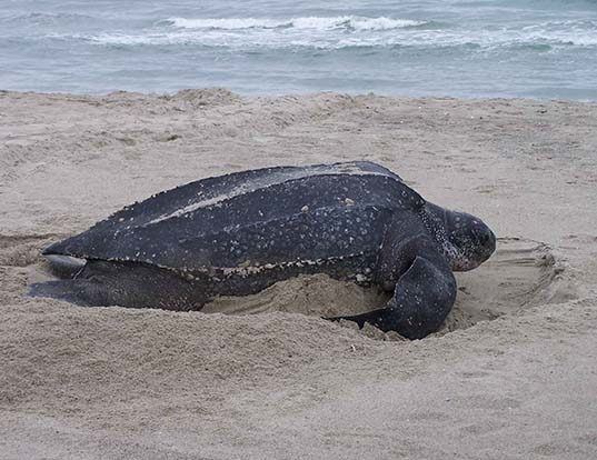Picture of a leatherback turtle (Dermochelys coriacea)