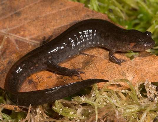Picture of a southern dusky salamander (Desmognathus auriculatus)