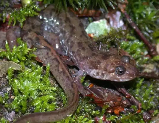 Picture of a seal salamander (Desmognathus monticola)